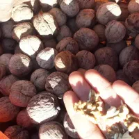 فروش گردو پوست کاغذی|خوردنی و آشامیدنی|اندیکا, |دیوار