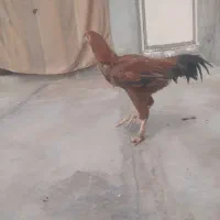 لاری|حیوانات مزرعه|سرپل ذهاب, |دیوار