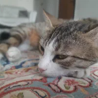 گربه خانگی تربیت شده