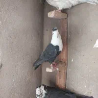 کبوتر تبعیدی