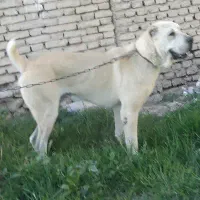 سگ الابای بی‌نظیر