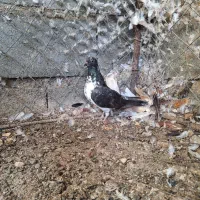 کبوتر|پرنده|رودان, |دیوار