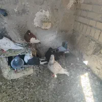 30عدد کبوتر همه با هم سرحال و هوایی