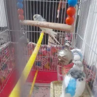 مرغ عشق|پرنده|نسیم‌شهر, |دیوار