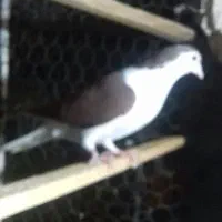 پلاس|پرنده|قم, چهار مردان|دیوار