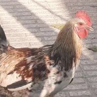 خروس خانگی ، محلی|حیوانات مزرعه|اصفهان, بوستان زاینده رود|دیوار