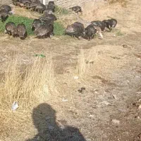 فروش ۳۵عدد بوقلمون|حیوانات مزرعه|مهاباد (آذربایجان غربی), |دیوار