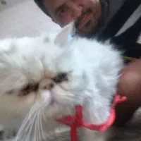 واگذاری گربه پرشین|گربه|کرج, عظیمیه|دیوار