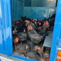 مرغ و خروس نیمچه مرندی و بلک استار  اصیل