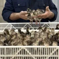 فروش بوقلمون محلی برنز آمریکای