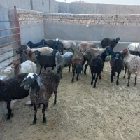 بره ماده چاق سبک|حیوانات مزرعه|قم, امامزاده ابراهیم|دیوار