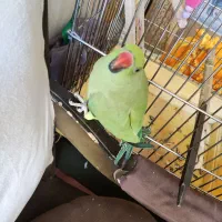 طوطی ملنگو|پرنده|اصفهان, ارداجی|دیوار