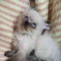 فروش گربه اصیل هیمالین|گربه|بندر انزلی, پرستار|دیوار