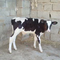 گوساله نر
