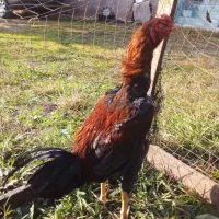 جوجه خروس لاری ۷ماهه