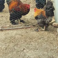 جوجه برهما مرغ خروس