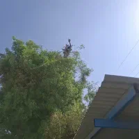 برش وقطعوهرس انواع درختها|خدمات باغبانی و درختکاری|فراشبند, |دیوار