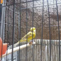 قناری ماده یه سر یورک