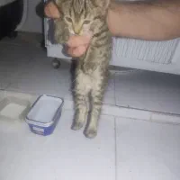 واگزاریه بچه گربه