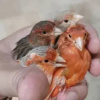 قناری سرخ سوخته  قرص بخون  اماده به جفت|پرنده|تهران, قلهک|دیوار