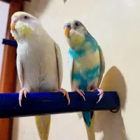 مرغ عشق نروماده دم تخم