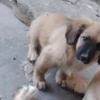 واگذاری اشپیتز|سگ|رشت, پیرکلاچای|دیوار