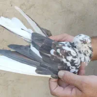 کبوتر پرشی|پرنده|ری, سیزده آبان|دیوار