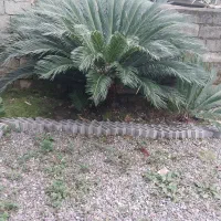 سیکاس ۵ ساله تا ۱۰ ساله