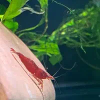 معاوضه میگو شریمپ با کت پوزه بوته ای