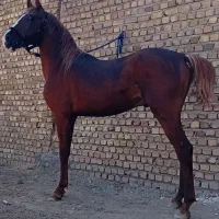 اسب