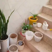 گل و گلدان|گل و گیاه طبیعی|صباشهر, |دیوار