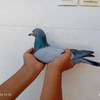 کبوتر پلاکی نر بازرگان نشسته