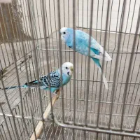 یک جفت مرغ عشق