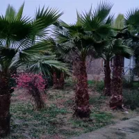لنگرود کومله اطاقور استخر ماهی گرمابی جای دنچ|فروش دفتر صنعتی، کشاورزی، تجاری|اطاقور, |دیوار
