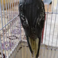 عروس هلندی ماده