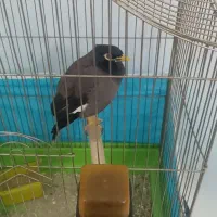 مرغ مینا|پرنده|مشهد, عامل|دیوار