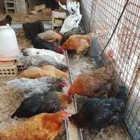 خروس مرغ رسمی