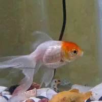 حراج آکواریوم