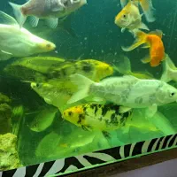 فروش انواع ماهی