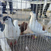 پرنده|پرنده|مشهد, حسین‌آباد|دیوار