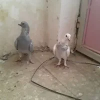 ‌کبوترکربلای وسارجفت
