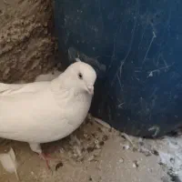 جفت سفید|پرنده|ایرانشهر, |دیوار