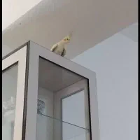 گمشده  پرنده|حیوانات|فسا, |دیوار