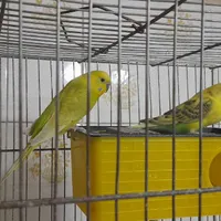 مرغ عشق جفت مواد|پرنده|بجنورد, |دیوار