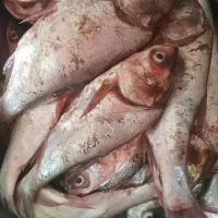 ماهی قزل آبهای آزاد پاک شده