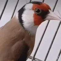 فروش چندتا سهره جوجه قفس دهندار