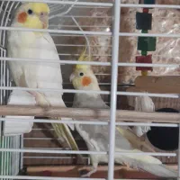 عروس هلندی جفت مولد تخم گذار