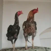 سلام جفت مرغ خروس نسل بالا