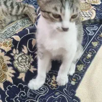 گربه
