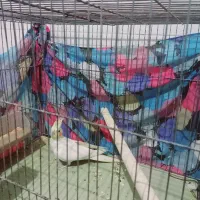 یک عدد عروس هلندی لوتینو ماده ویک جفت جوجه سرلاک|پرنده|ششده و قره بلاغ, |دیوار